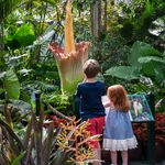 New York Botanical Garden visitors admire the corpse flower